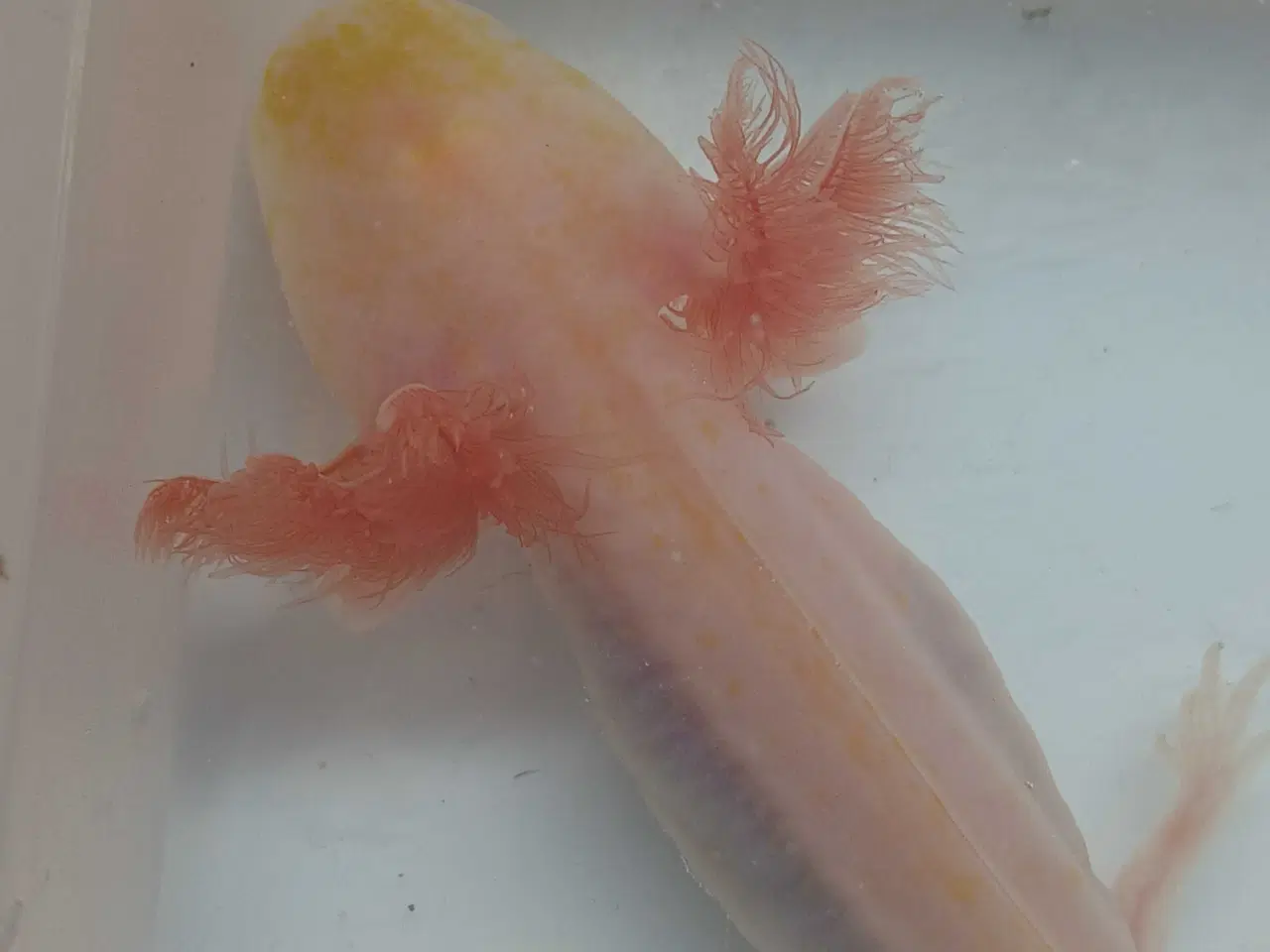 Billede 5 - Golden Mosaik axolotl 