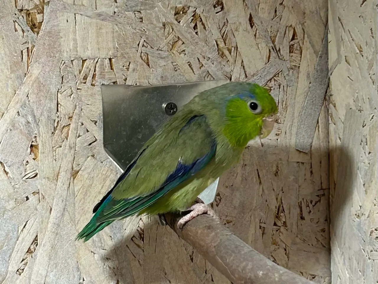 Billede 2 - Lessons spurvepapegøje