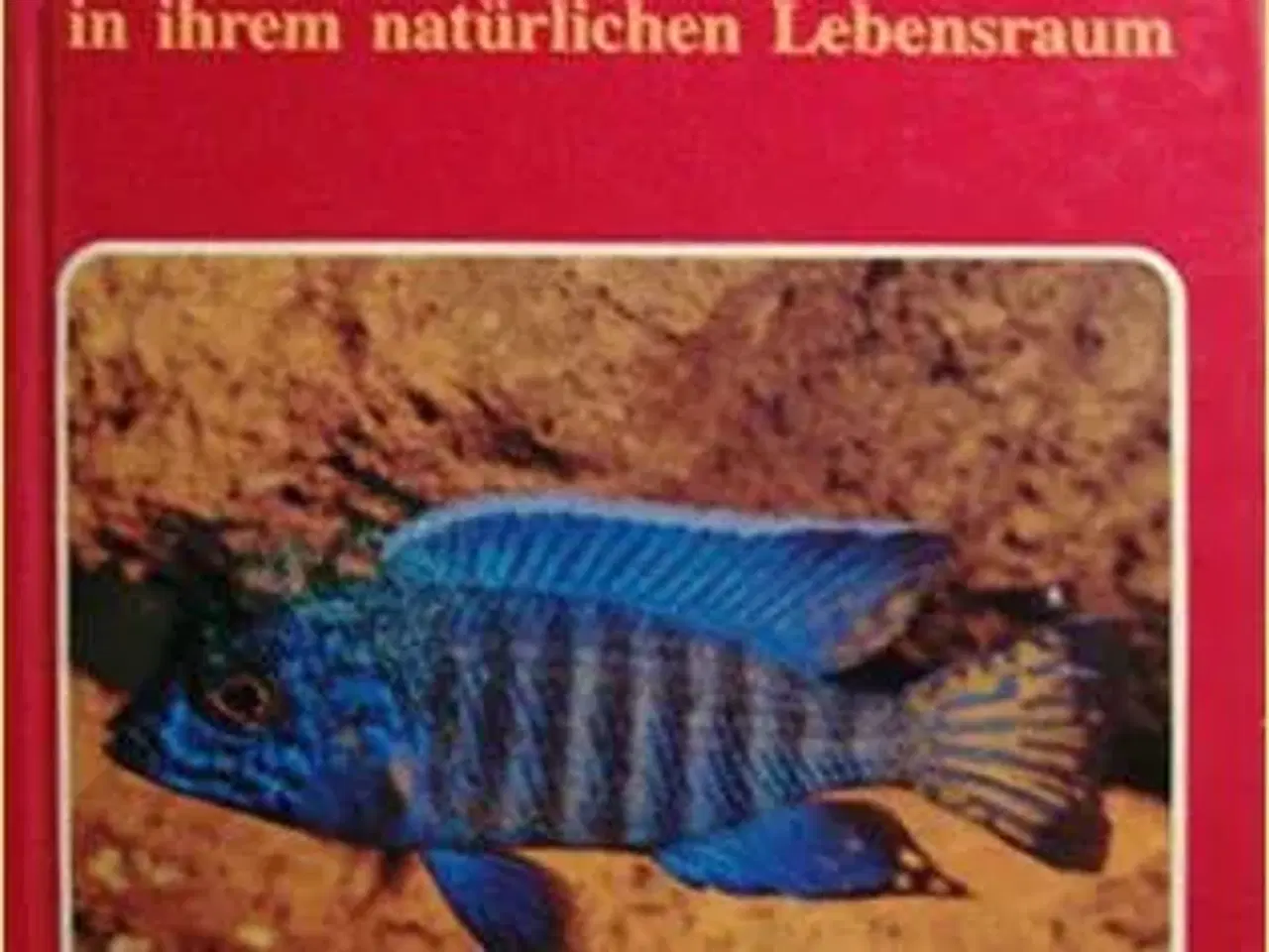 Billede 2 - Malawi Cichlids bøger, tysk - engelsk 