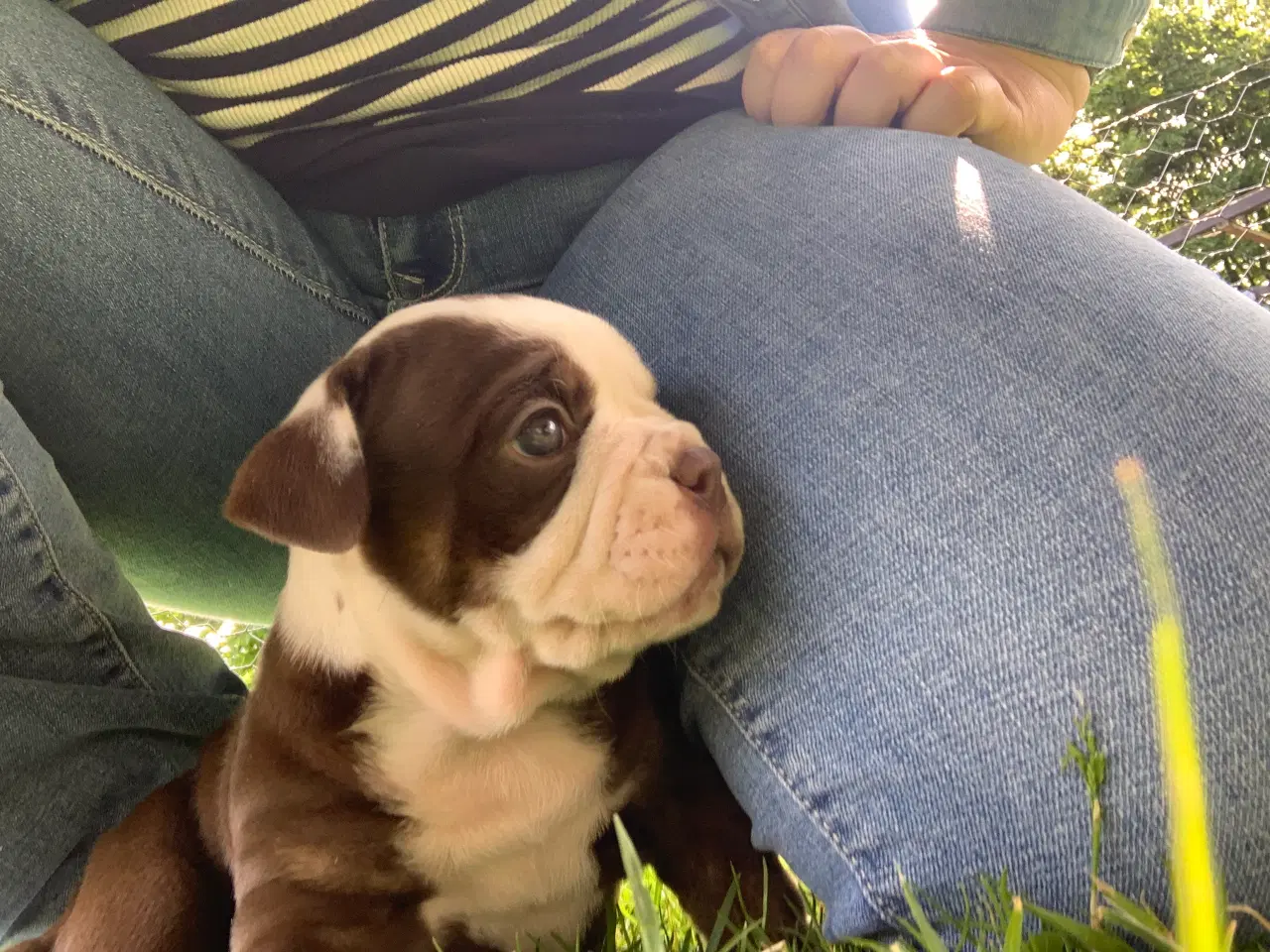 Billede 3 - New English Bulldog hvalp med stamtavle 
