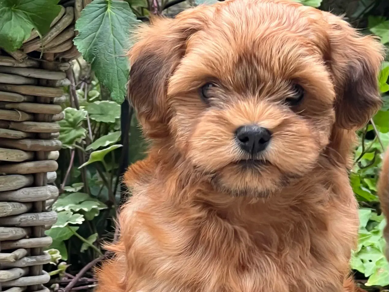 Billede 14 - 🧡Sød & Smuk Bichon Havanais 🧡