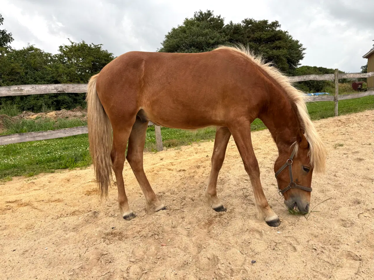 Billede 2 - Smuk islændervallak