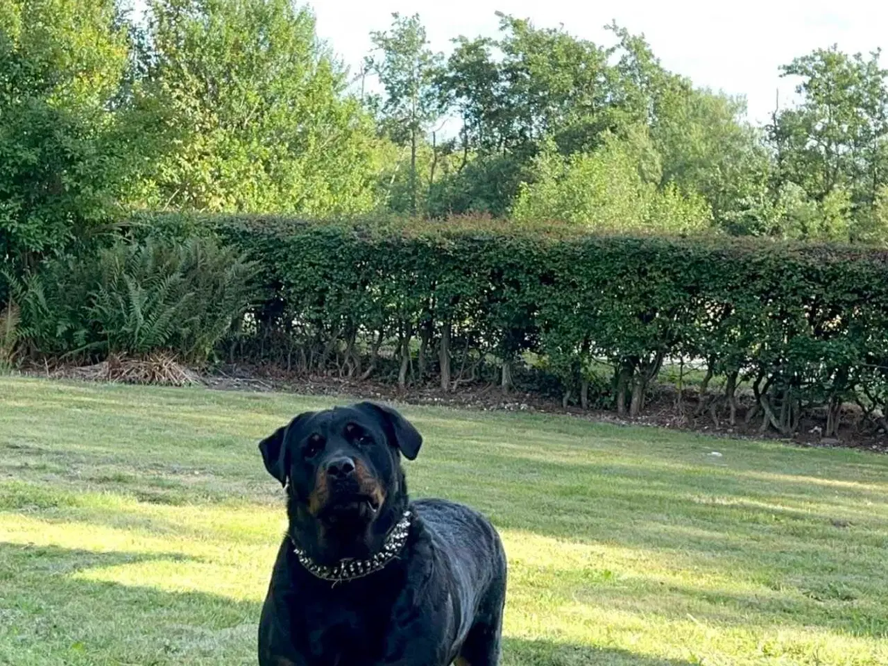 Billede 15 - Rottweiler han 