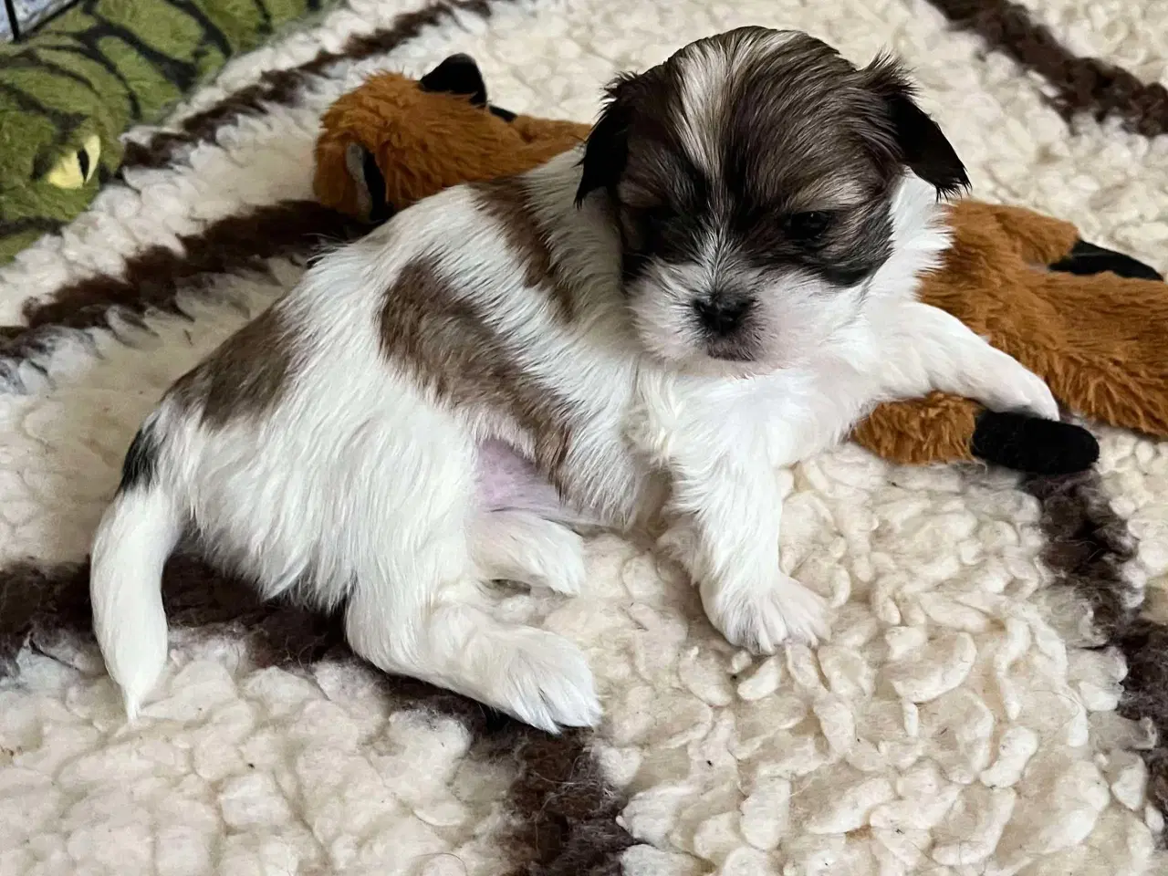 Billede 3 - Shih Tzu / Malteser Hvalpe