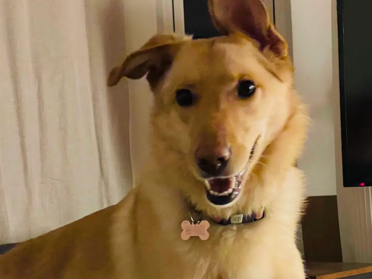 Billede 1 - Smukke Daisy søger familie