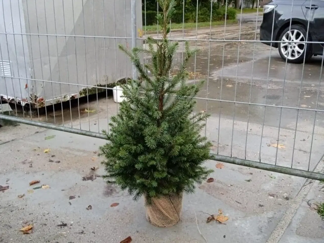 Billede 1 - 125 stk. Serbian spruce 60-80 cm.