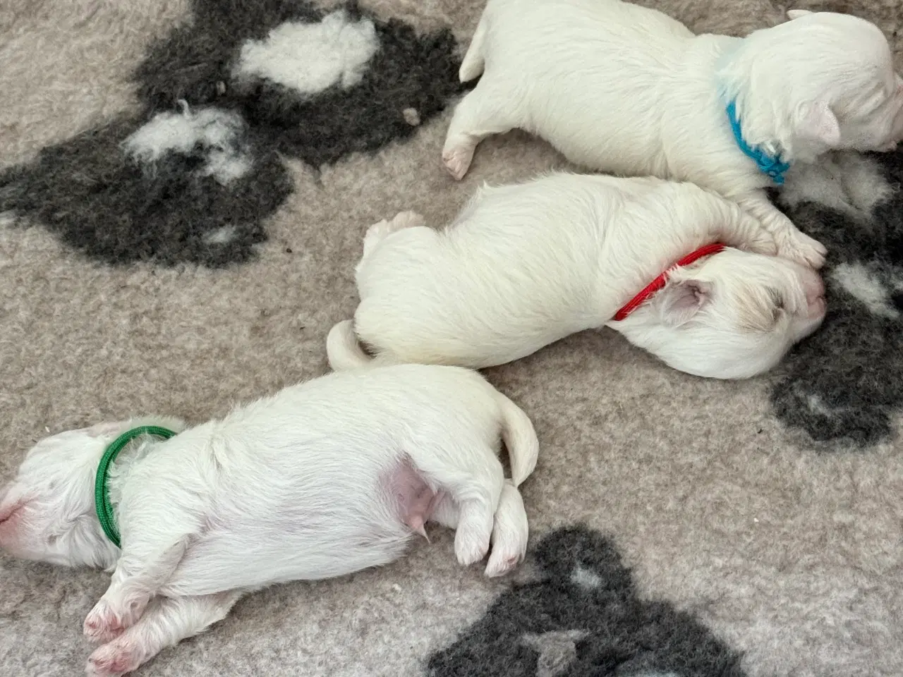 Billede 5 - Coton de tulear hvalp