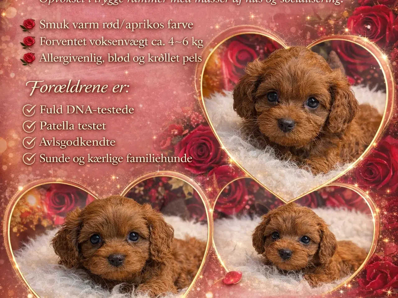 Billede 1 - ❤️🐶 Cavapoo hvalpe – 2 piger & 2 drenge 🐶