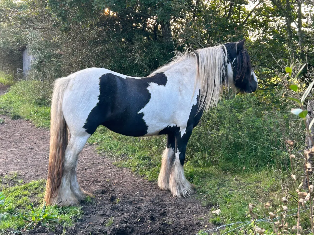 Billede 6 - Super skøn og smuk irish cob 