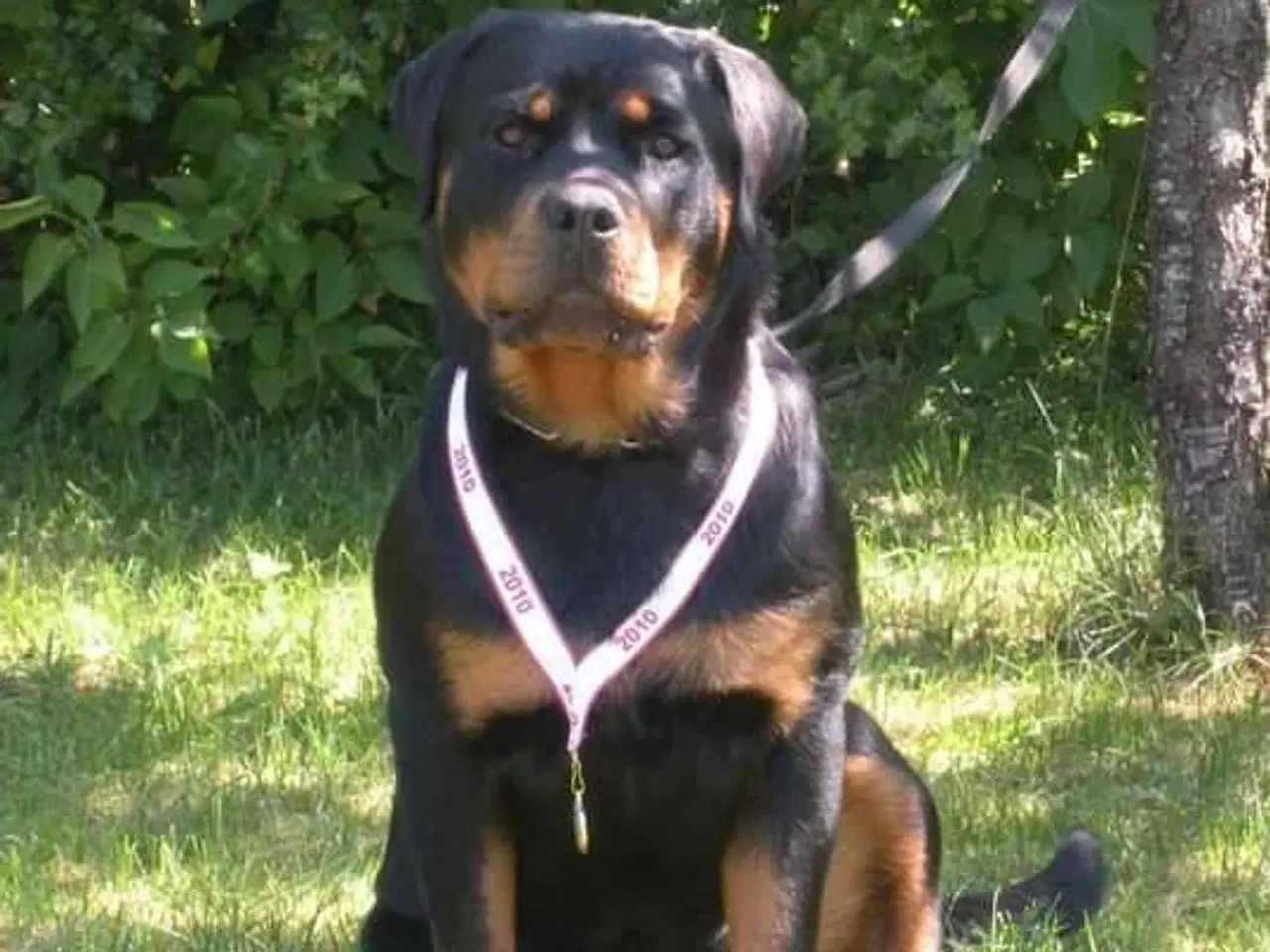 Billede 14 - Cane Corso/Rottweiler 