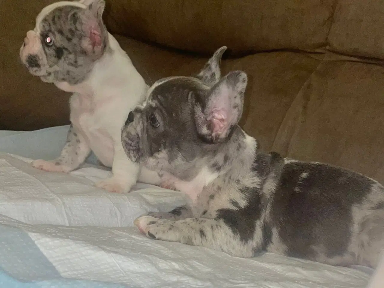 Billede 4 - Fransk Bulldog hvalpe
