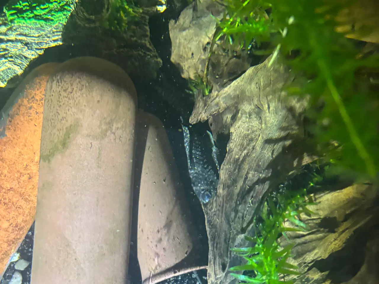 Billede 3 - Sugemaller