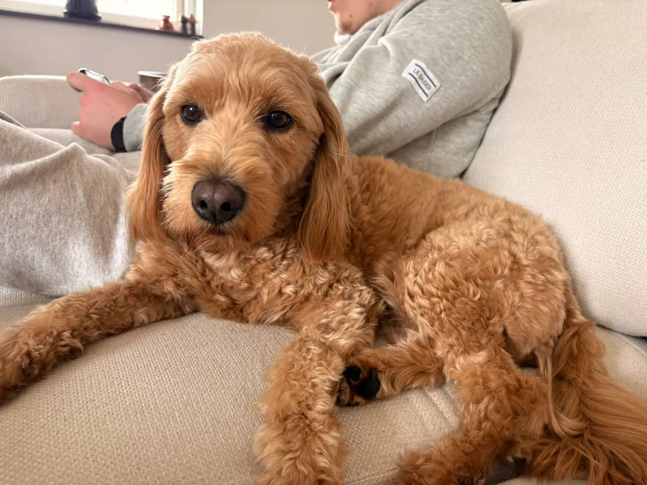 Billede 2 - Goldendoodle F1B