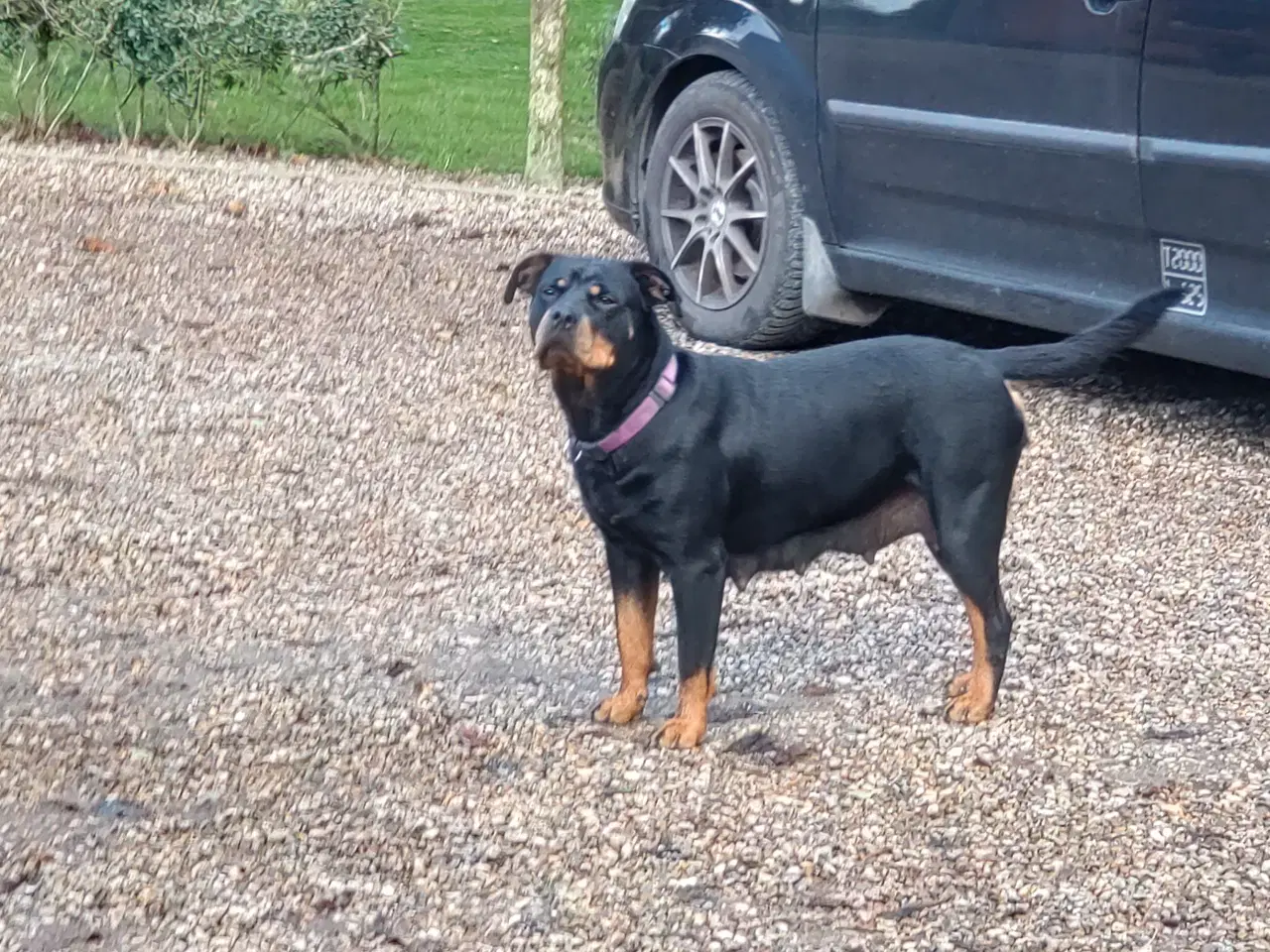 Billede 2 - Rottweiler tæve søger nyt hjem 