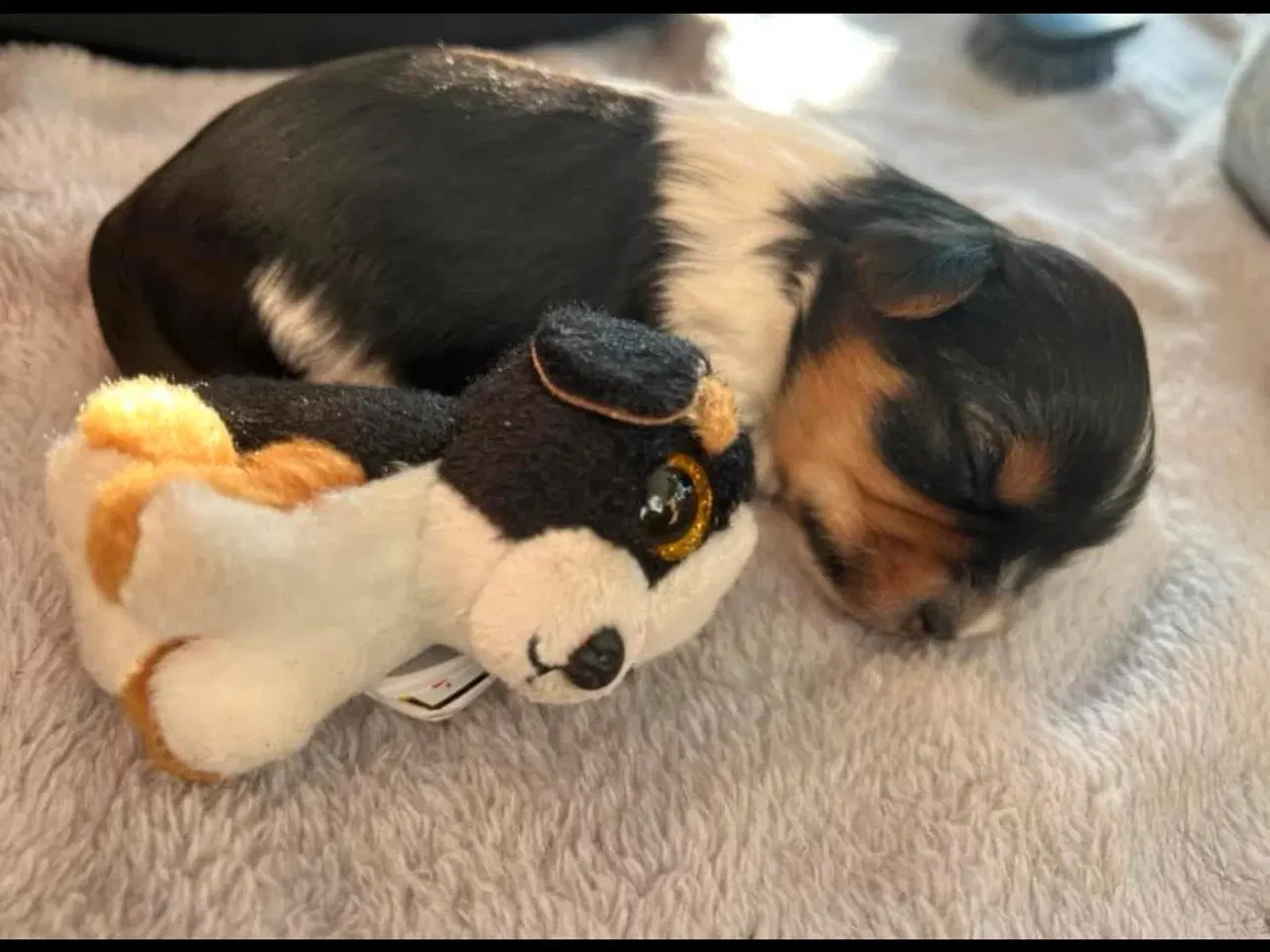 Billede 7 - Biewer Terrier til avl – parring tilbydes