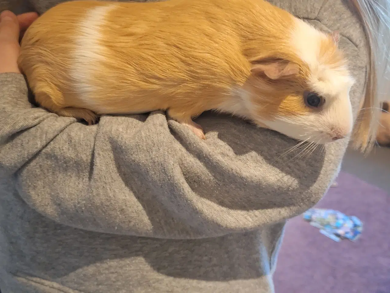 Billede 2 - 2 marsvin sælges