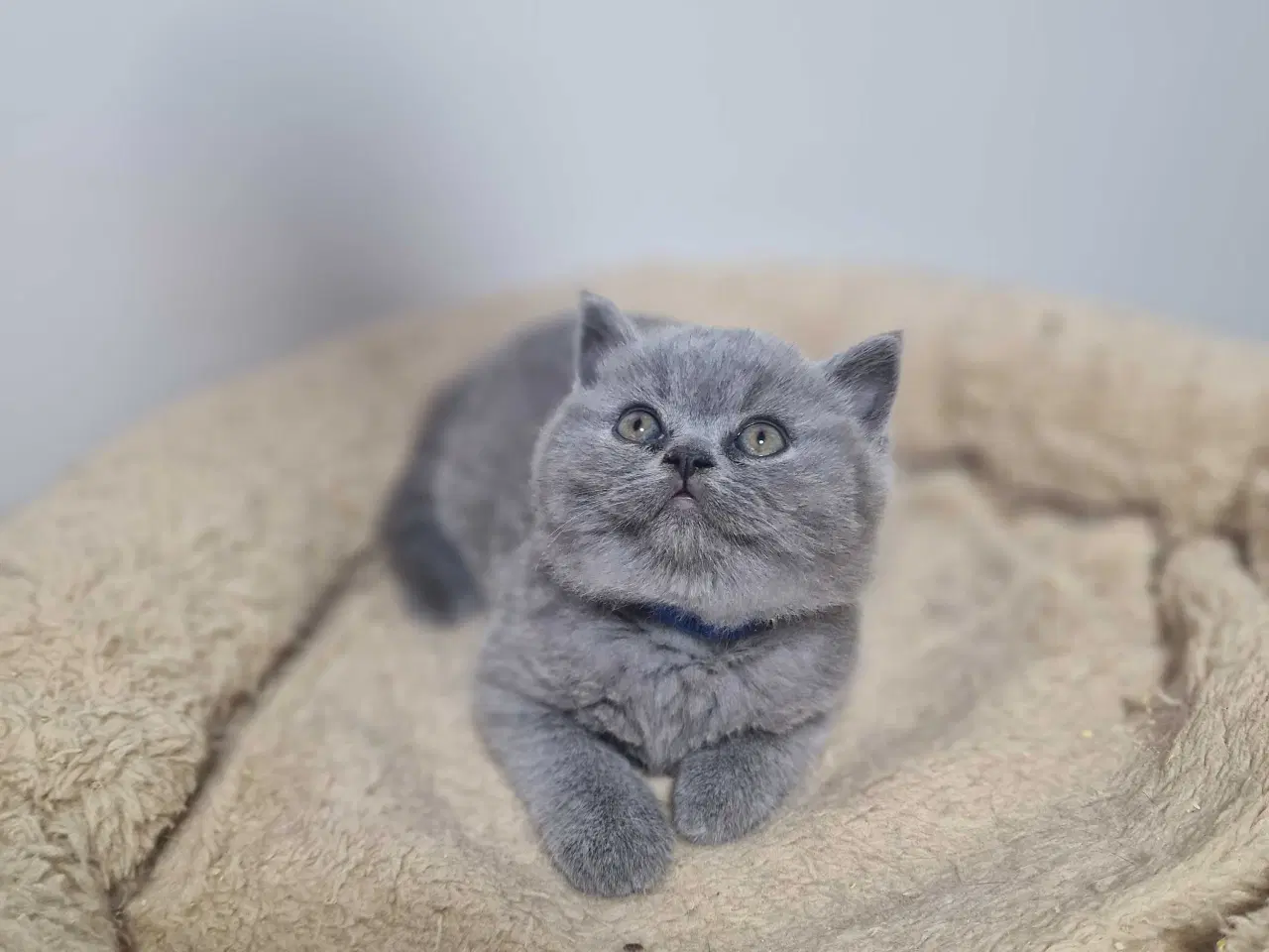 Billede 3 - British shorthair killinger
