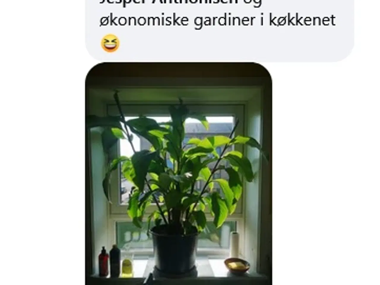 Billede 12 - 40 Canna Frø inkl. levering. Nemme at gro.