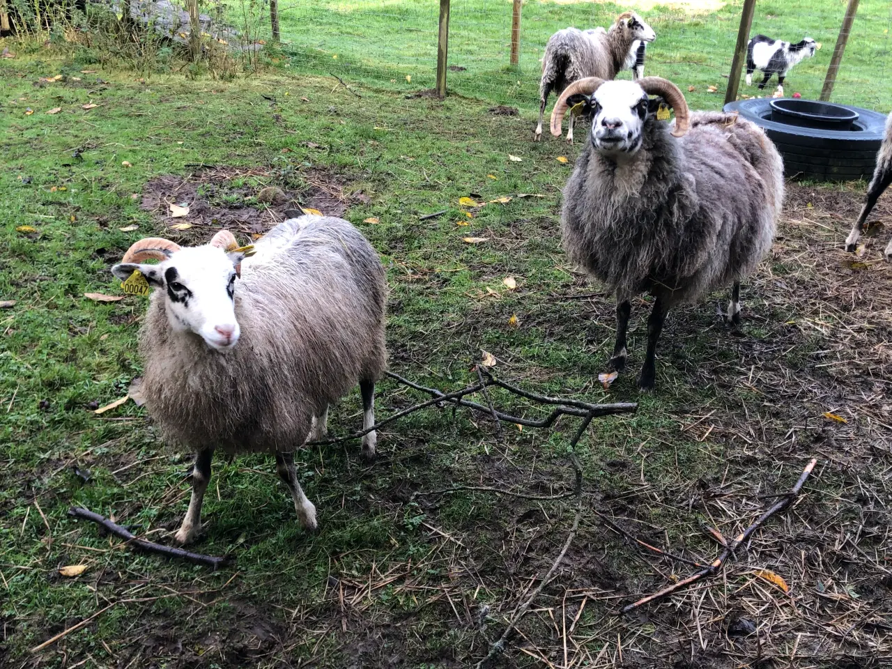 Billede 5 - Gute får