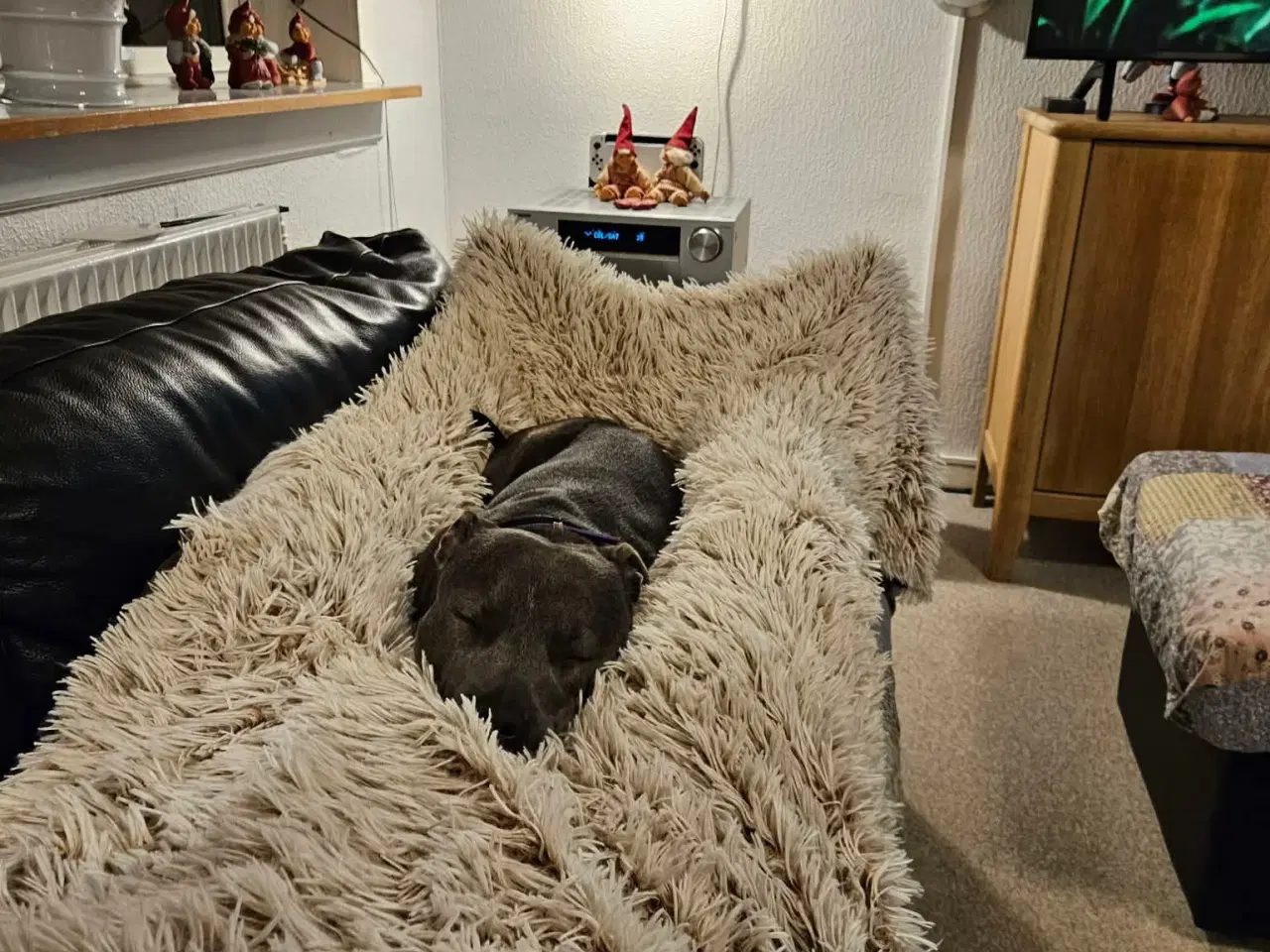 Billede 4 - DKK Staffordshire B Terrier Han søges til parring 