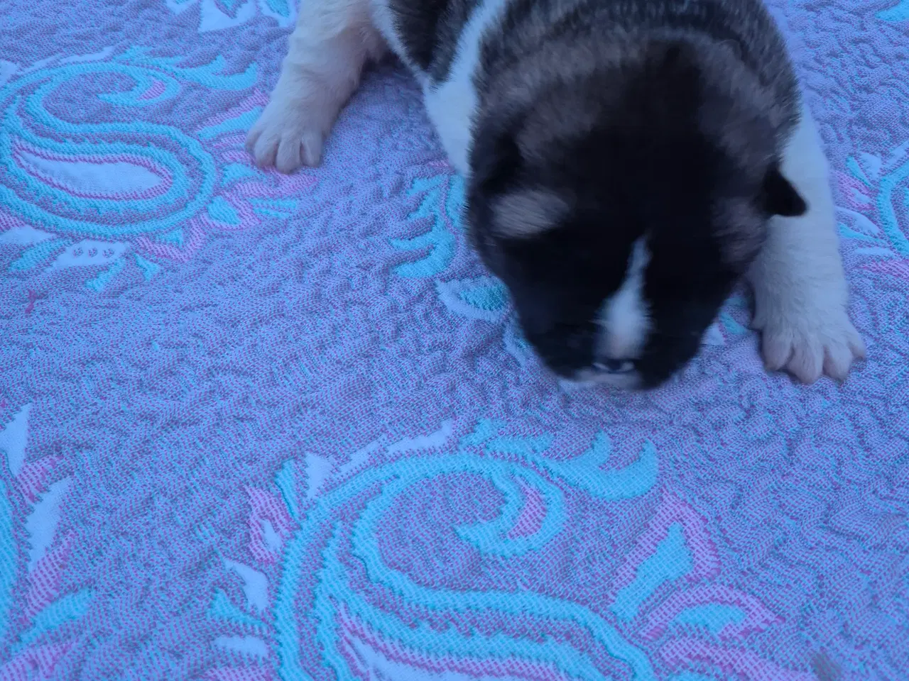 Billede 3 - Hundehvalpe American Akita