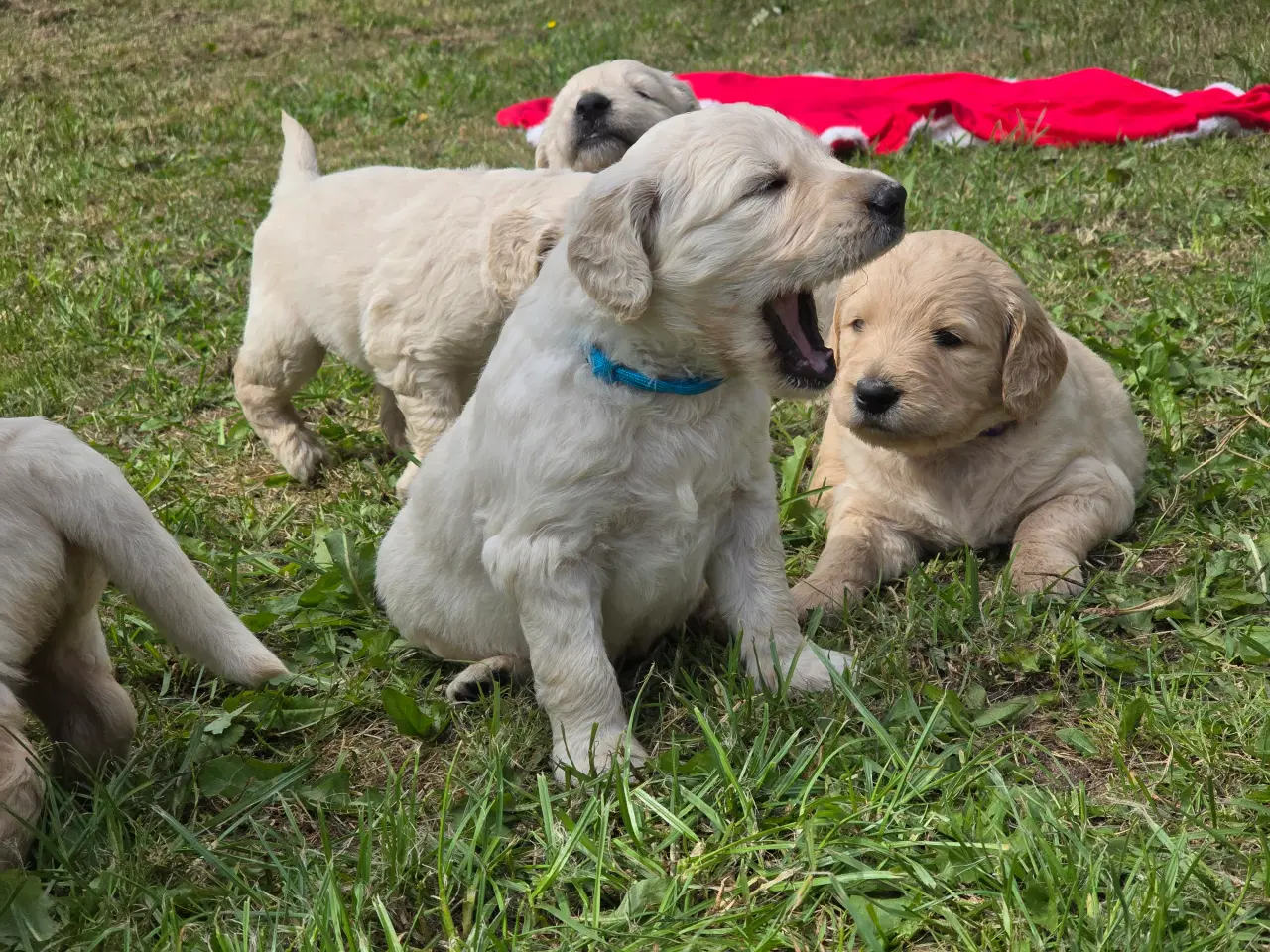 Billede 5 - Goldendoodle hvalpe søger nyt hjem.