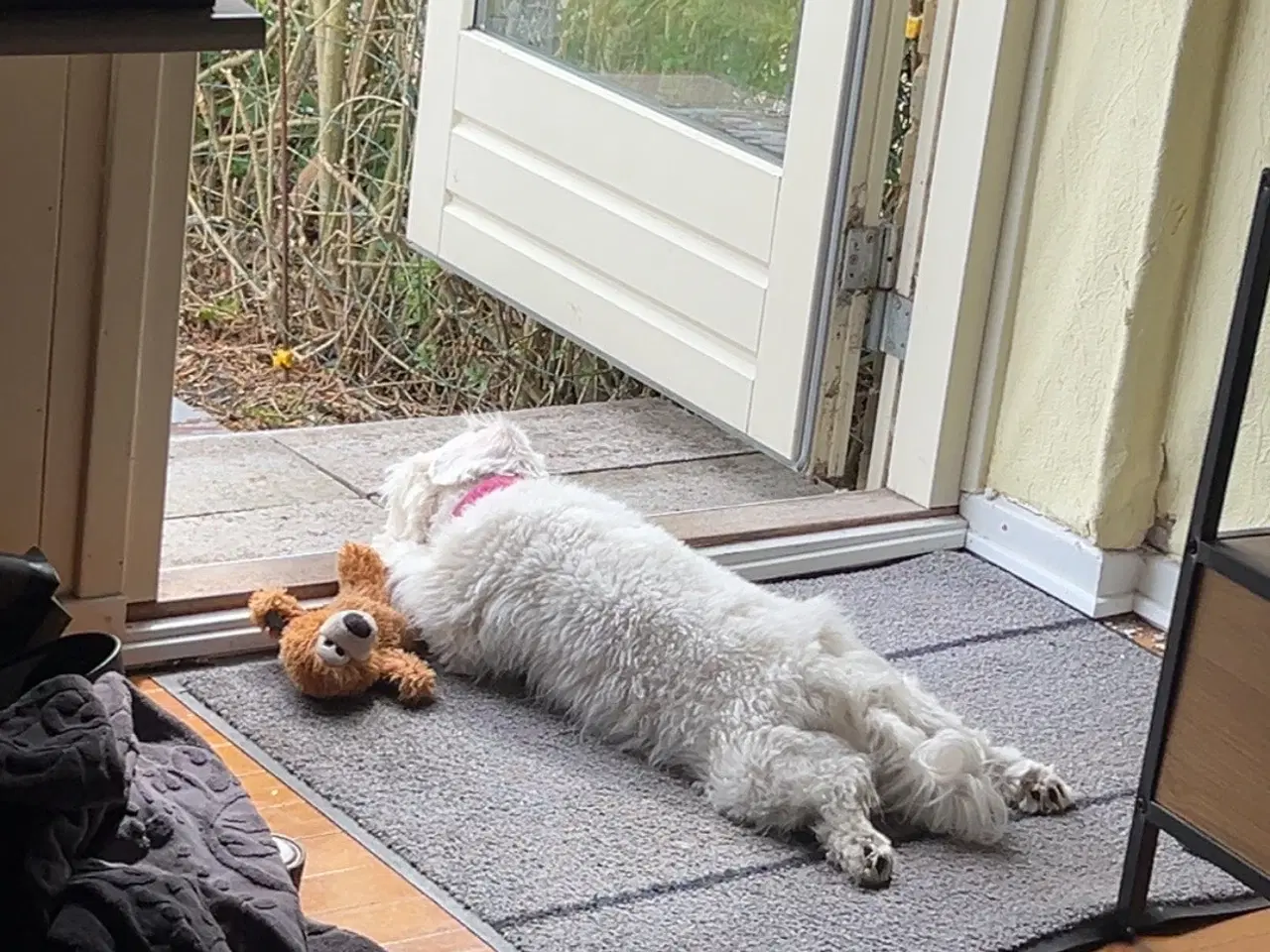 Billede 5 - 3 årige Luna (bichon havanais) søger nyt hjem