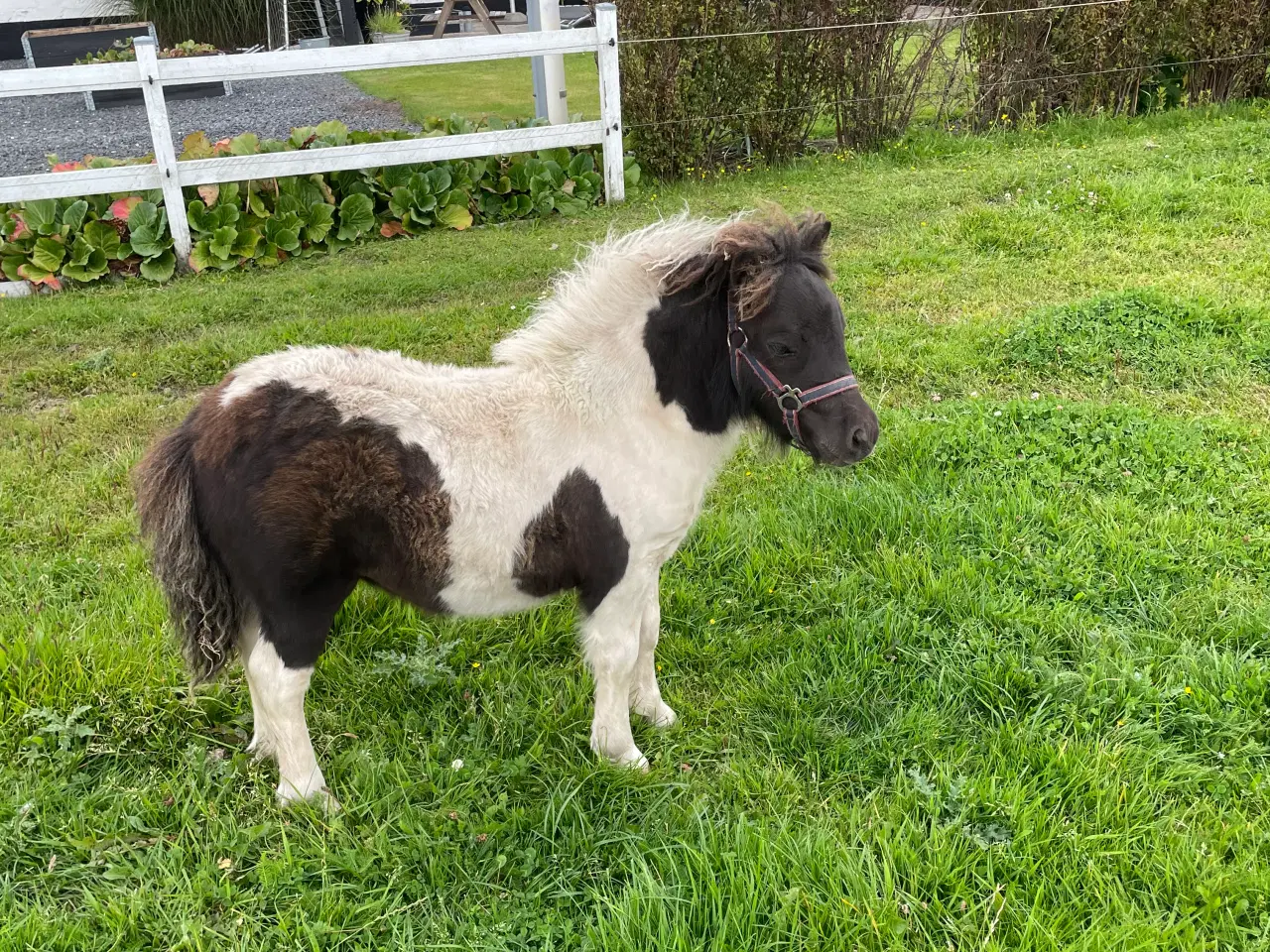 Billede 1 - Shetlænder hoppeføl