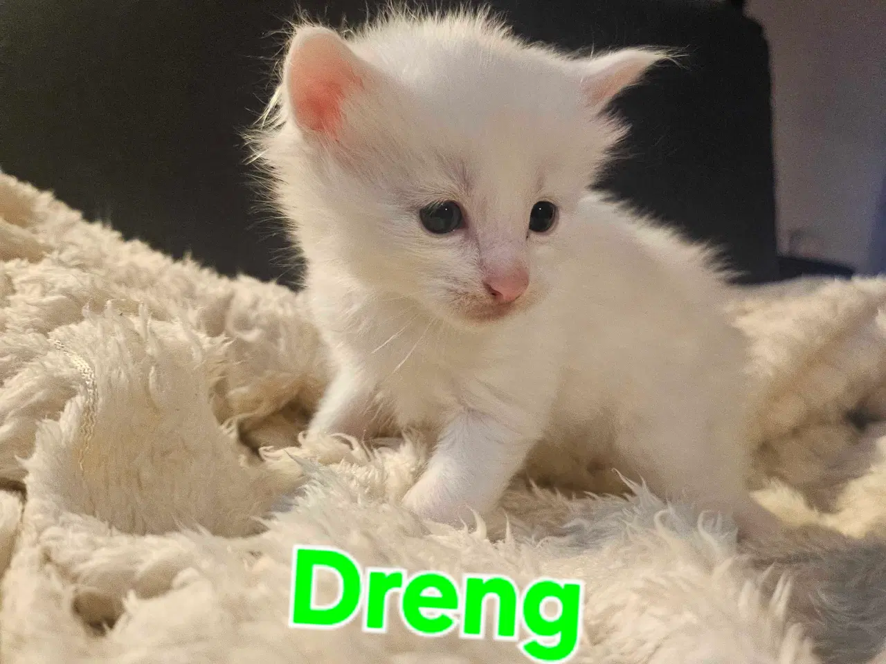 Billede 15 - Maine coon killinger 