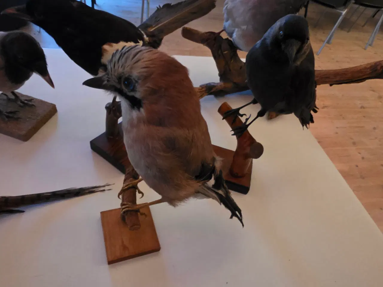 Billede 10 - Fasaner, Kragefugle og due, samlet eller opdelt