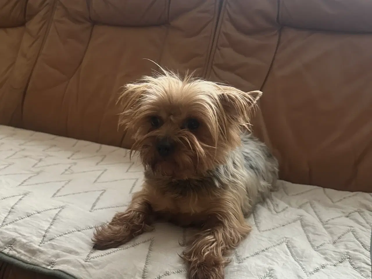 Billede 2 - 2 Yorkshire terrier (Han og tæve)