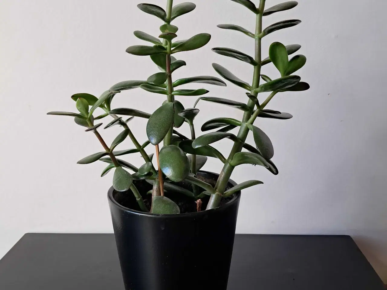 Billede 1 - Stueplante 