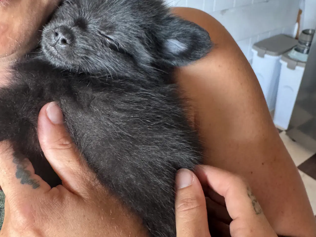 Billede 1 - Pomchi dreng 