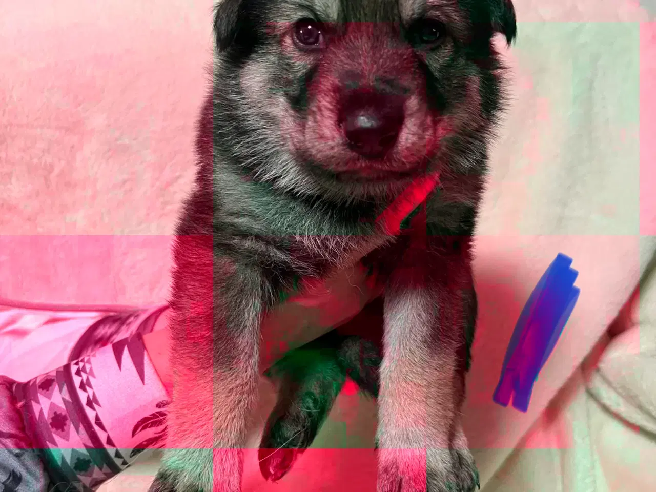 Billede 5 - Blandings Hvalpe 