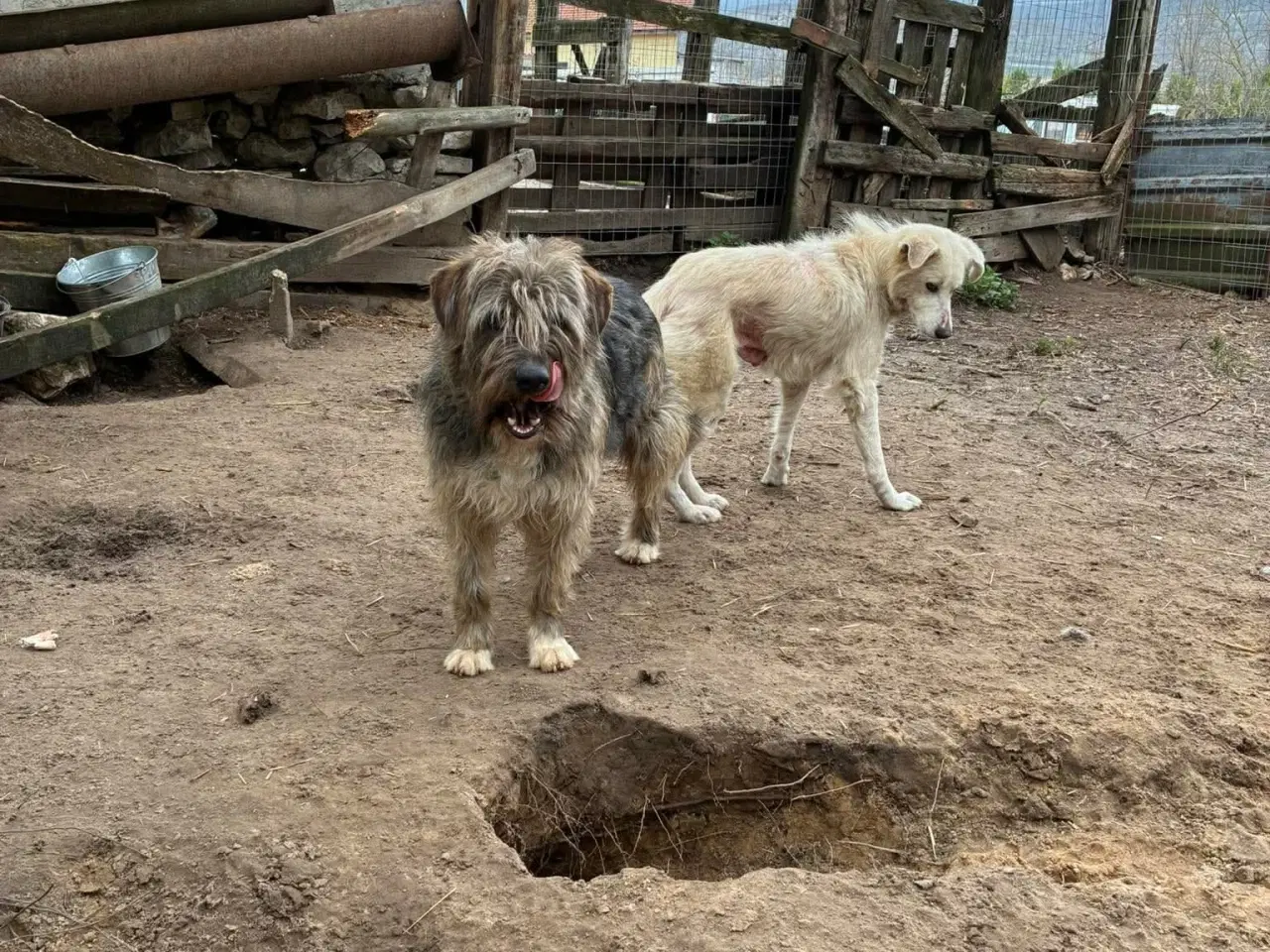 Billede 4 - Milde J. Bieber søger et hjem 