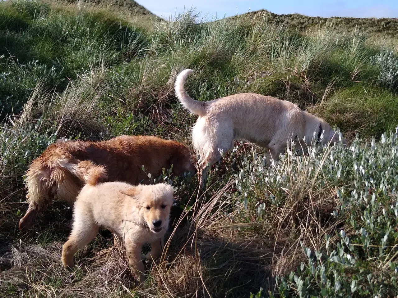Billede 11 - Golden Retriever tilbydes til parring
