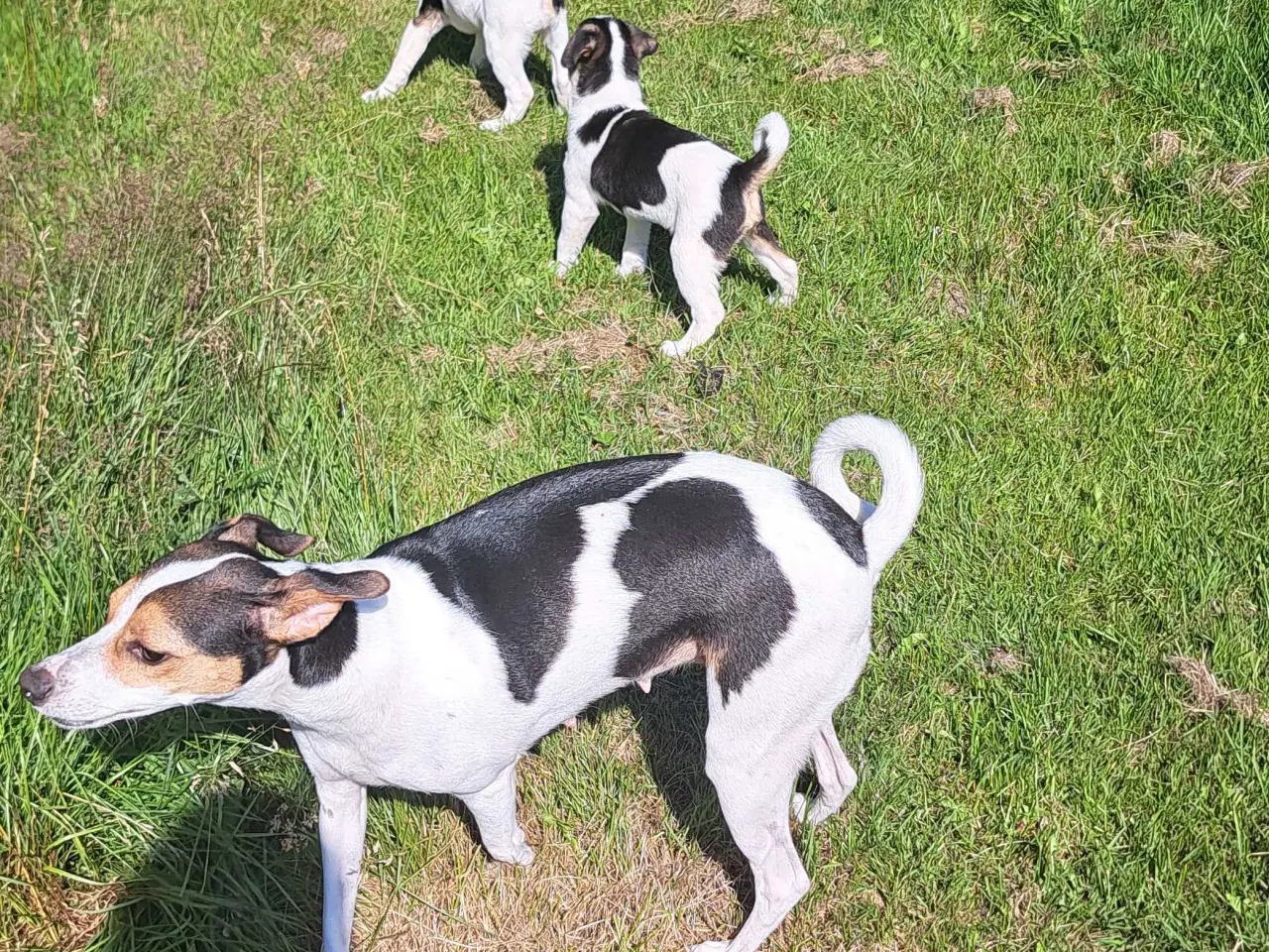 Billede 4 - Dansk/ Svensk gårdhundehvalpe