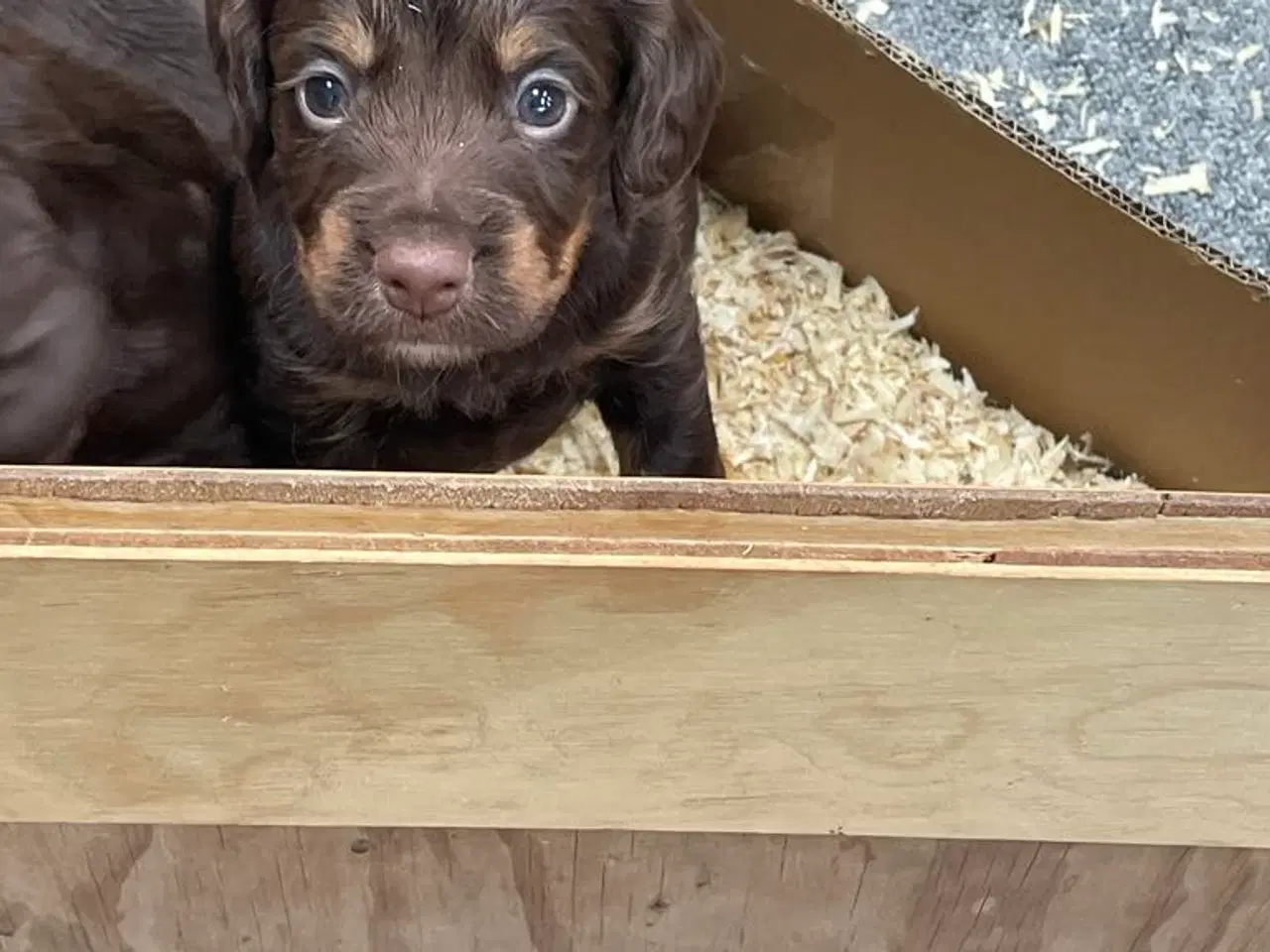 Billede 5 - FT Cockerspaniel hvalpe.