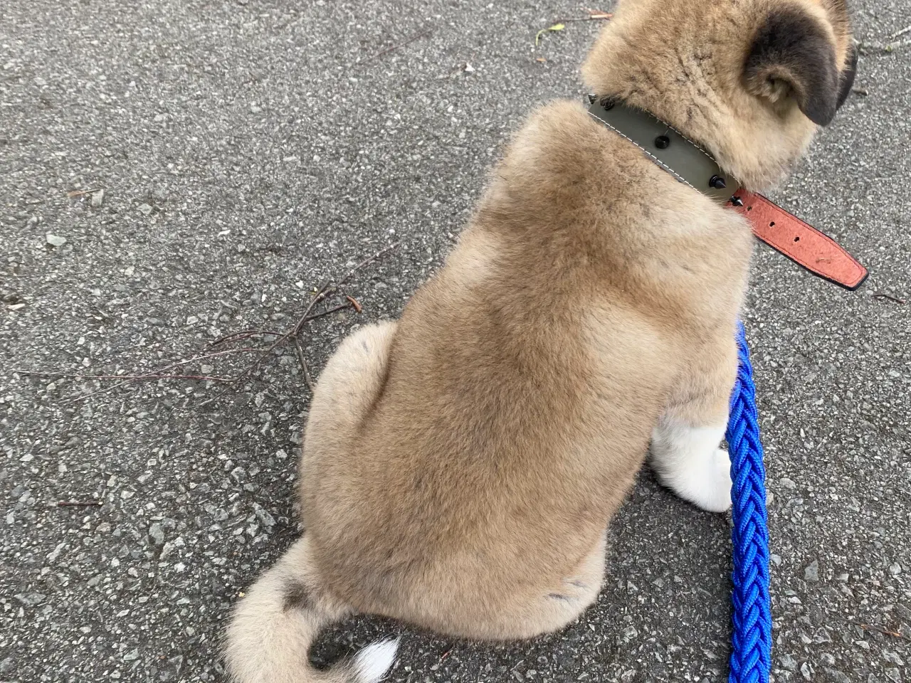 Billede 2 - American Akita hvalp (Han )