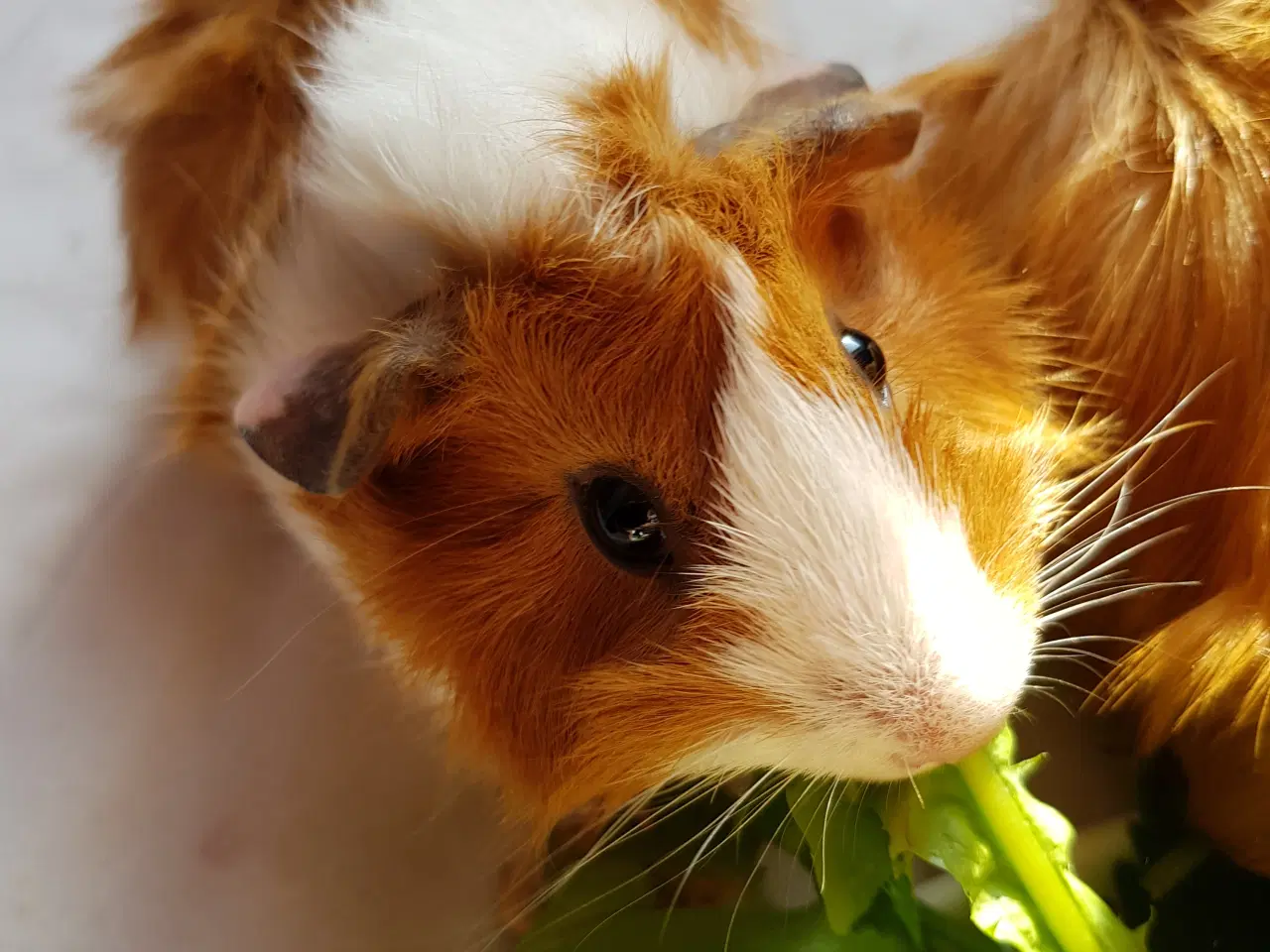 Billede 4 - To søde tamme hunmarsvin søger kærligt hjem