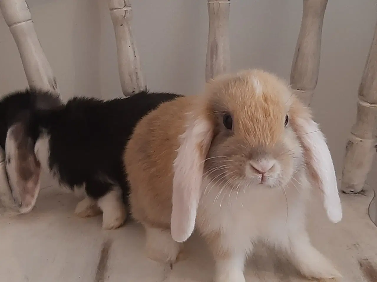 Billede 9 - 8 Unge kaniner🐰🐇 forskellige racer