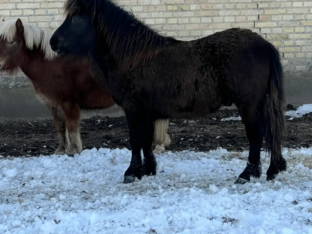 Billede 2 - Sød shetlandspony bliver snart vallak