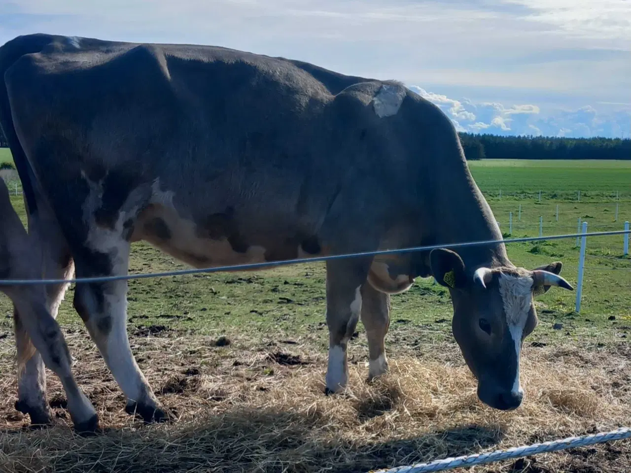 Billede 2 - Charolais/Holstein ko