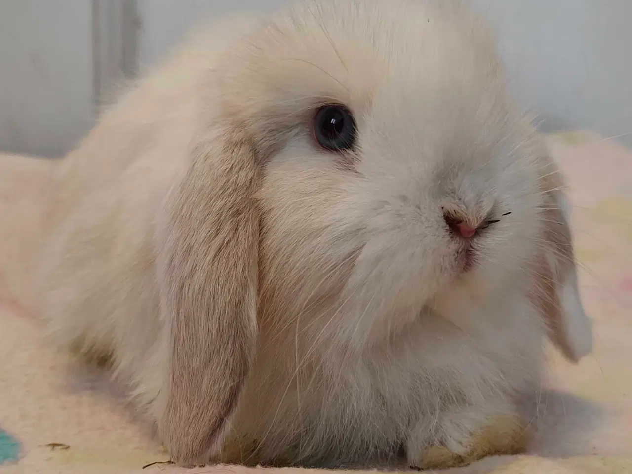 Billede 15 - Minilop