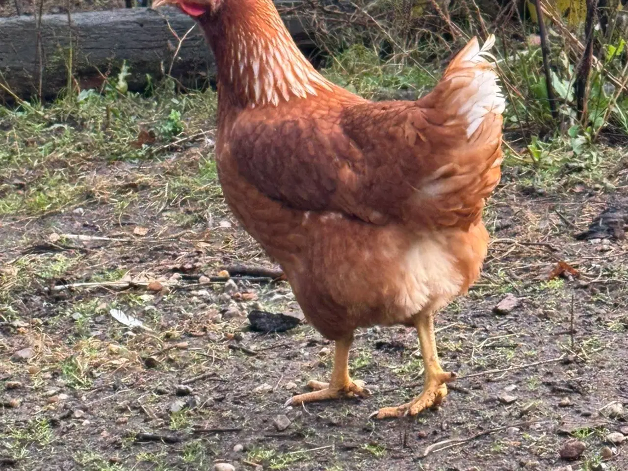 Billede 1 - Brune Lohmann