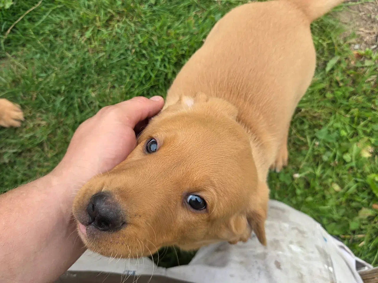 Billede 9 - Labrador retriver foxred