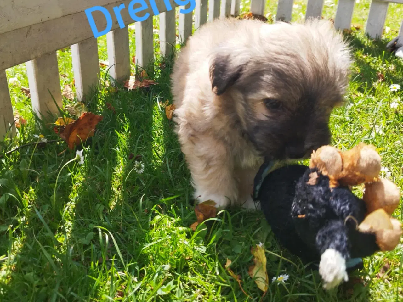 Billede 1 - Bichon Havanais / Coton de tulear