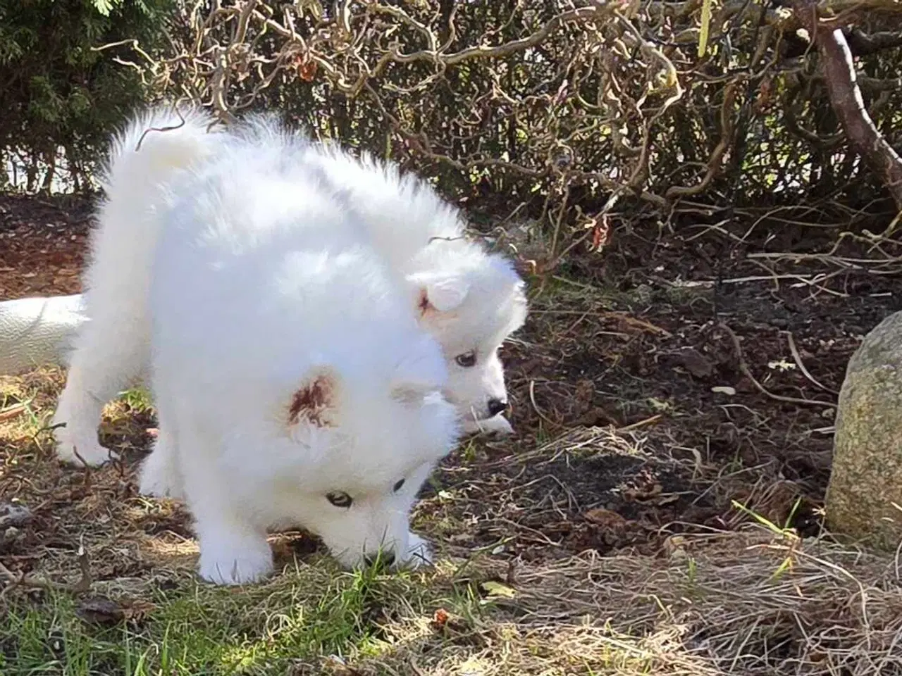 Billede 2 - Samojede hvalpe