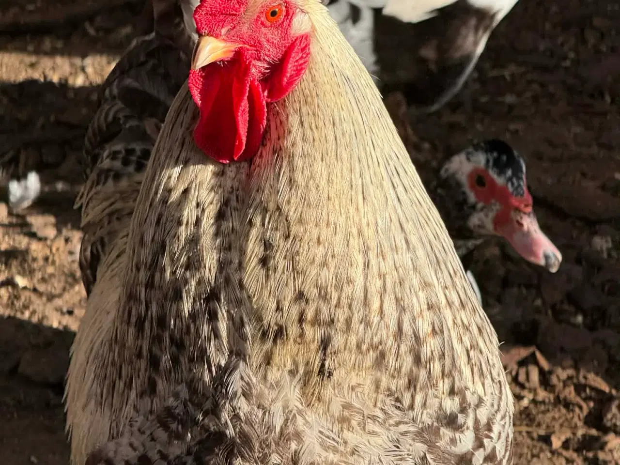 Billede 3 - Smukke haner tilsalg 