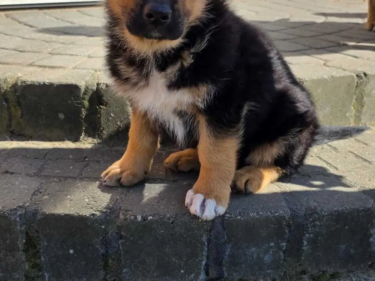 Billede 6 - Schæfer Hvalpe til salg